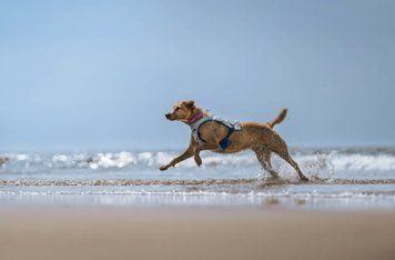 Охолоджуючий жилет для собак Cooling vest Non-stop dogwear Сірий M 41205 фото