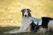 Охолоджуючий жилет для собак Cooling vest Non-stop dogwear Сірий M 41205 фото 8