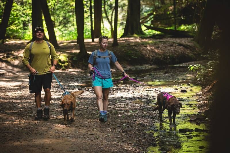 Легка шлейка для собак Ruffwear Flagline&trade; XS 43-56 см Малиновий 30742 фото