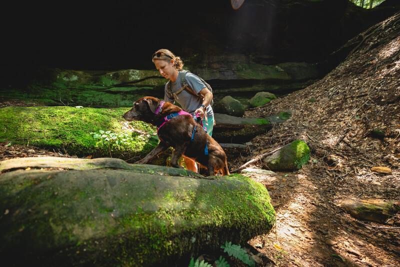 Легка шлейка для собак Ruffwear Flagline&trade; XS 43-56 см Малиновий 30742 фото
