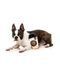 Мягкая игрушка для собак FuzzYard Barkrista Puppuccino 31083 фото 3