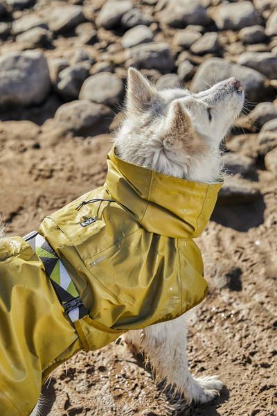 Рефлекторний дощовик для собак Hurtta Mudventure Reflective Coat 30 Жовтий 31403 фото