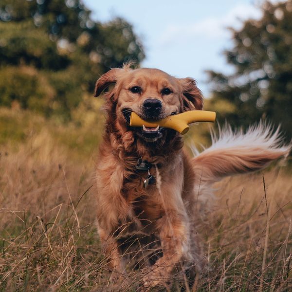 Іграшка з отвором для ласощів для собак Beco Pets Super Stick Помаранчевий 31351 фото