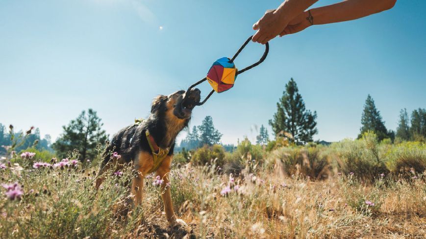 Игрушка для перетяжек для собак Ruffwear Webbing Remix&trade; Tug Toy M Разноцветный 47229 фото