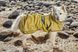 Рефлекторний дощовик для собак Hurtta Mudventure Reflective Coat 45 Жовтий 31406 фото 8