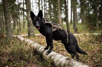 Шлея для собак Freemotion harness defense Non-stop dogwear Зеленый 5 41436 фото