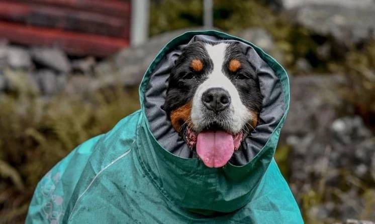 Дощовик для собак Hurtta Monsoon coat II ECO Бірюзовий 40XS 33339 фото