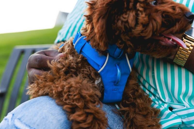 Повсякденний нашийник для собак Ruffwear Front Range&trade; 51-66 см Синій 30658 фото