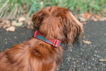 Нашийник для собак Trail quest collar Non-stop dogwear Бордовий із синім M 40466 фото