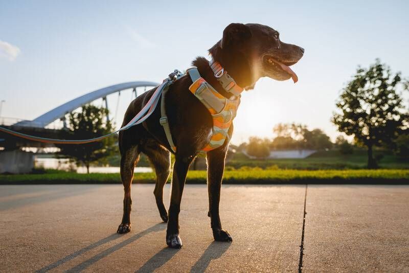 Повсякденний повідець для собак Ruffwear Front Range&trade; Оранжево-сірий 30910 фото