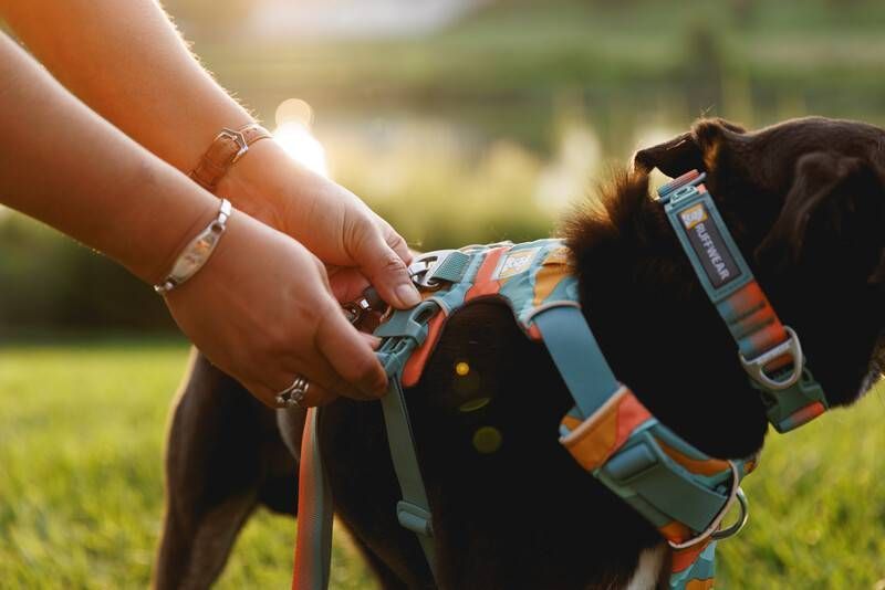 Повсякденний повідець для собак Ruffwear Front Range&trade; Оранжево-сірий 30910 фото