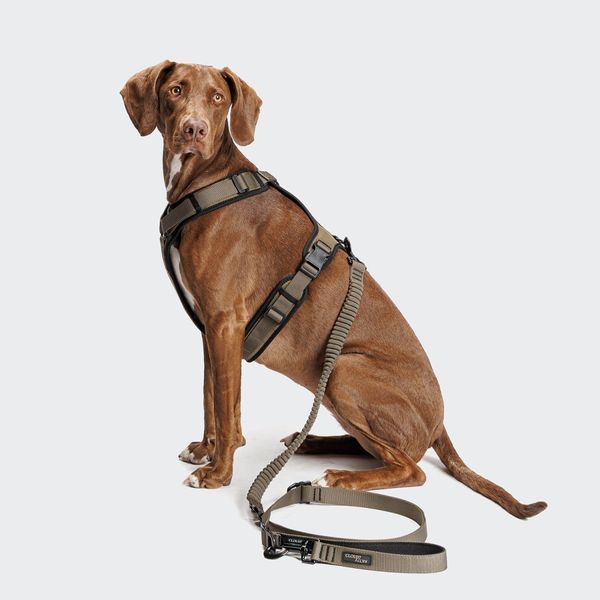 Повідець з амортизацією для собак Cloud7 L-2-Jogging-Leash AKTIV Оливковий 250 см / 1,5 см S 46244 фото