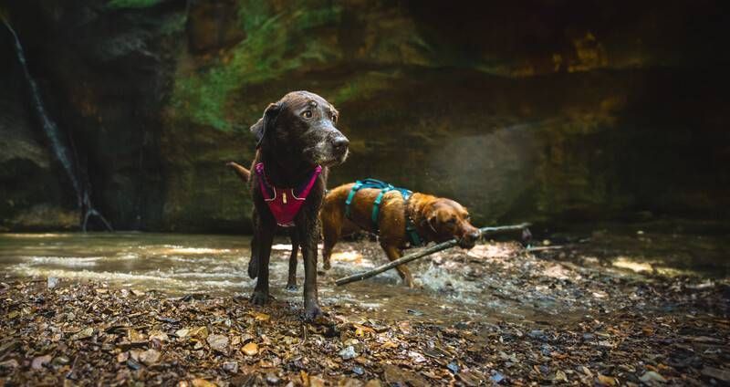 Легка шлейка для собак Ruffwear Flagline&trade; S 56-69 см Малиновий 30743 фото