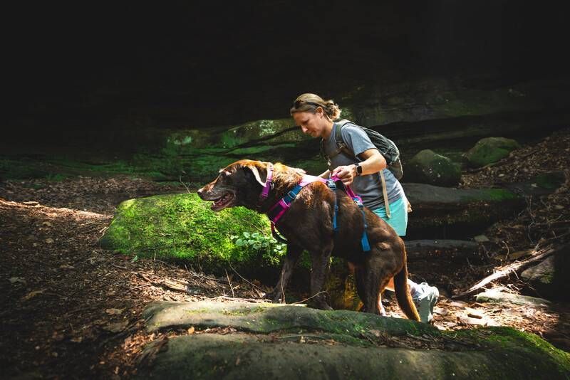 Легка шлейка для собак Ruffwear Flagline&trade; S 56-69 см Малиновий 30743 фото