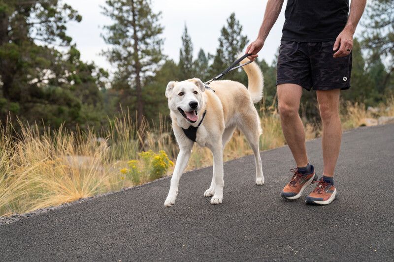 Короткий поводок для собак Ruffwear Front Range™ Серый 30911 фото