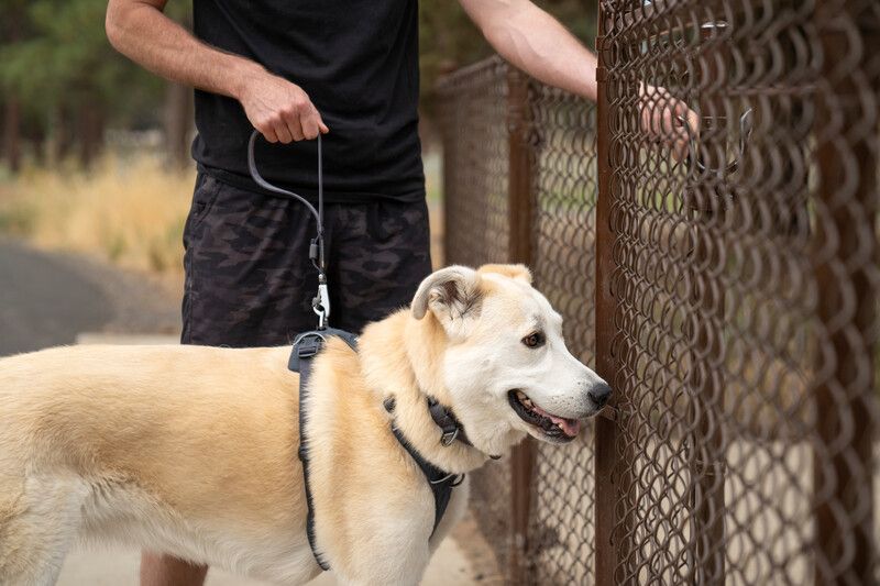 Короткий повідець для собак Ruffwear Front Range™ Сірий 30911 фото