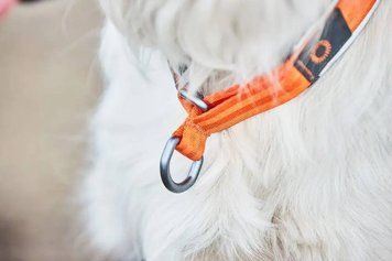 Нашийник для собак Cruise Non-stop dogwear Помаранчевий 2XS 40418 фото