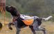 Жилет для собак Non-stop dogwear Protector cover 2.0 Білий/Чорний/Помаранчевий L 41183 фото 6