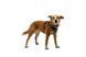 Шлея для собак Ruffwear Front Range&reg; Flex Harness XXXS Темно-бірюзовий 47188 фото 6