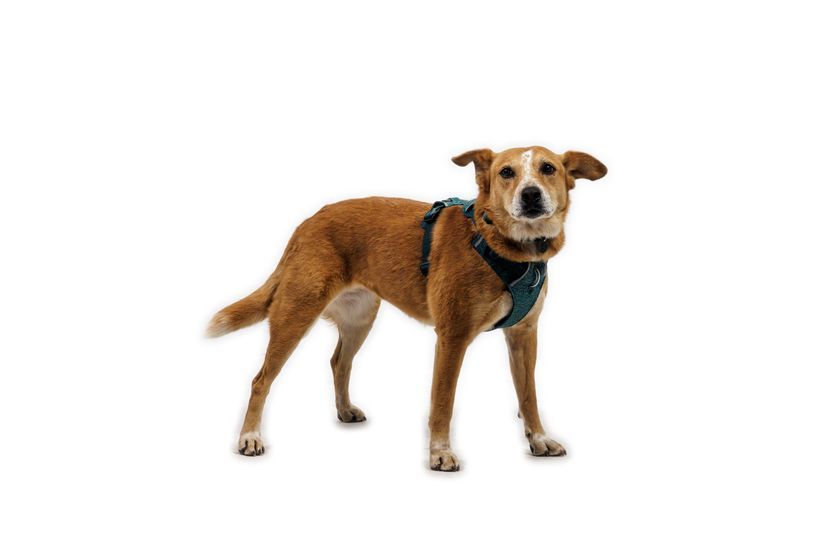 Шлея для собак Ruffwear Front Range&reg; Flex Harness XXXS Темно-бірюзовий 47188 фото