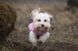 Флисовый пулловер для собак Non-stop dogwear Trail Quest Fleece Pullover Розовый 60 48671 фото 3