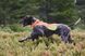 Світловідбивна накидка Protector cover Non-stop dogwear Помаранчевий XS 40853 фото 5