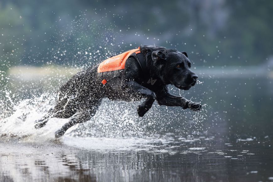 Захисний неопреновий жилет для собак Protector neoprene vest Non-stop dogwear Помаранчевий S 41090 фото
