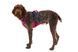Легка шлейка для собак Ruffwear Flagline&trade; M 69-81 см Малиновий 30744 фото 6