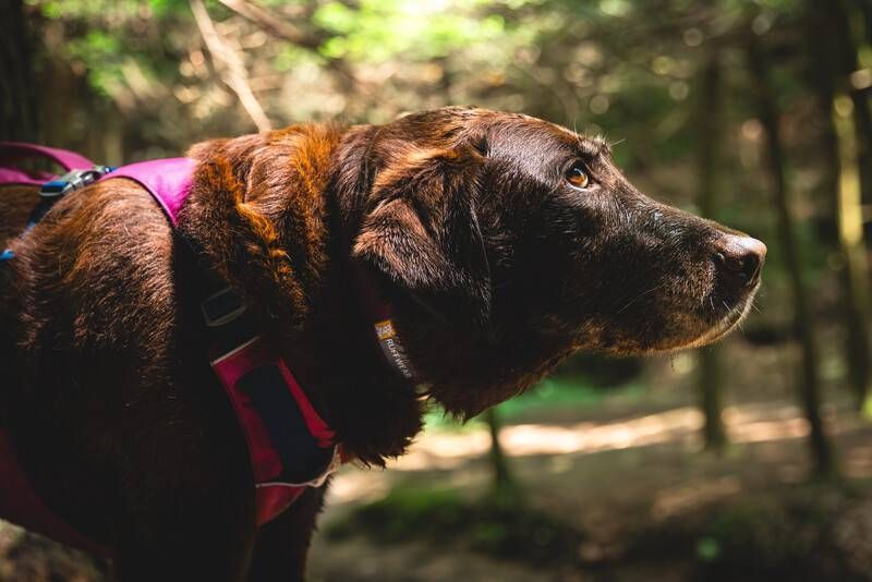 Легка шлейка для собак Ruffwear Flagline&trade; M 69-81 см Малиновий 30744 фото