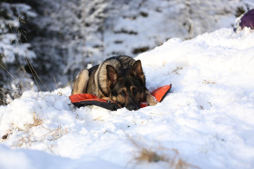Легкий утеплений килимок для собак Protector bivvy bed Non-stop dogwear Помаранчевий S 48642 фото