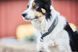 Ошейник для собак Cruise Non-stop dogwear Черный XS 40427 фото 5