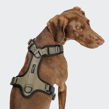Y-подібна шлейка для собак Cloud7 Y-3 Harness AKTIV Оливковий XS 46274 фото