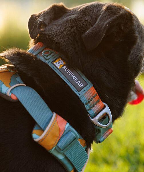 Повсякденний нашийник для собак Ruffwear Front Range™ 51-66 см Оранжево-сірий 30673 фото