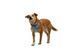 Шлея для собак Ruffwear Front Range&reg; Flex Harness M Блакитний 47198 фото 6