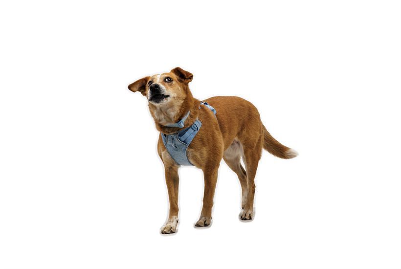 Шлея для собак Ruffwear Front Range&reg; Flex Harness M Блакитний 47198 фото