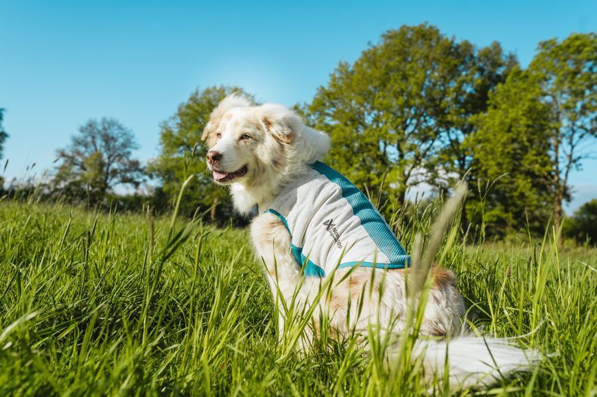 Охлаждающий жилет для собак Cooling pull-on Non-stop dogwear Серо-голубой 40 48597 фото