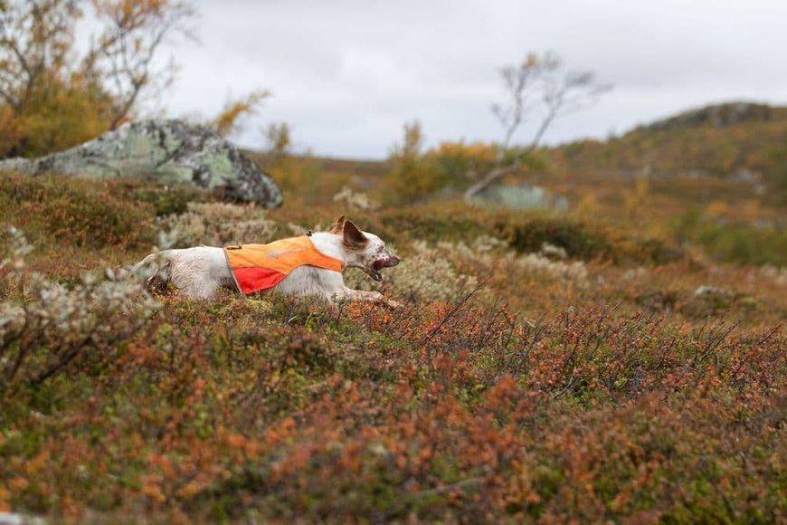Світловідбивна накидка Protector cover Non-stop dogwear Помаранчевий L 40856 фото
