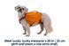 Шлейка-рюкзак для собаки Ruffwear Approach&trade; S Оранжевый 30974 фото 8