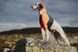 Футболка для собак Protector t-shirt Non-stop dogwear Чорний/Помаранчевий L 41057 фото 3