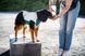 Охлаждающий жилет для собак Cooling pull-on Non-stop dogwear Серо-голубой 45 48598 фото 4