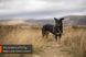 Шлея для собак Line harness 5.0 Non-stop dogwear Зеленый 2 40617 фото 2