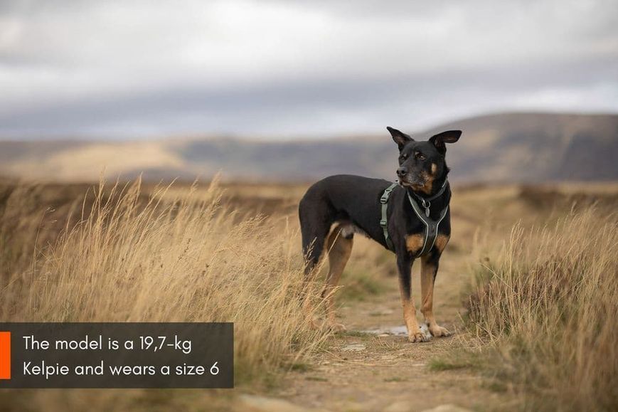 Шлея для собак Line harness 5.0 Non-stop dogwear Зеленый 2 40617 фото