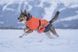 Куртка для собак Long distance + jacket Non-stop dogwear Оранжевый M 41357 фото 4