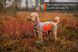 Світловідбивна попона Reflection blanket Non-stop dogwear Помаранчевий S 40860 фото 7