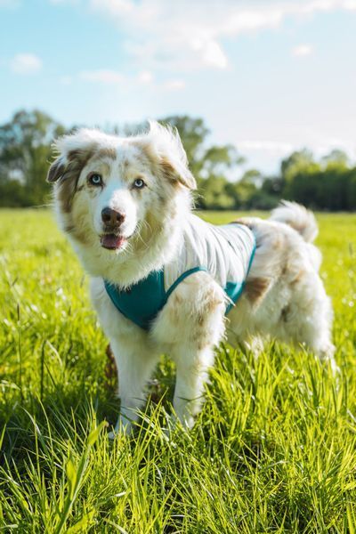 Охлаждающий жилет для собак Cooling pull-on Non-stop dogwear Серо-голубой 65 48602 фото