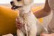 Поводок для собак FuzzYard LIFE Atelier Розовый S 46584 фото 2