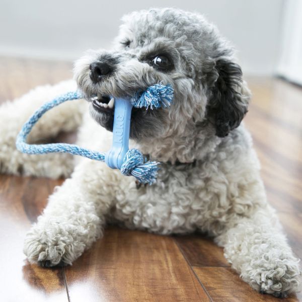 Игрушка для щенков KONG Puppy Goodie Bone с верёвкой Голубой XS 45447 фото