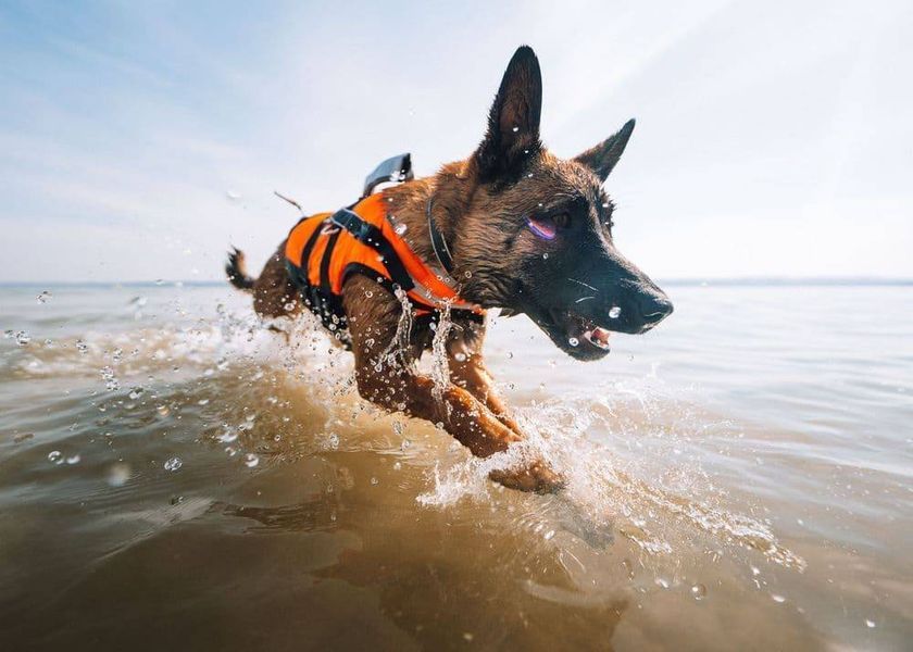 Рятувальний жилет для собак Safe life jacket 2.0 Non-stop dogwear Помаранчевий 7 40501 фото