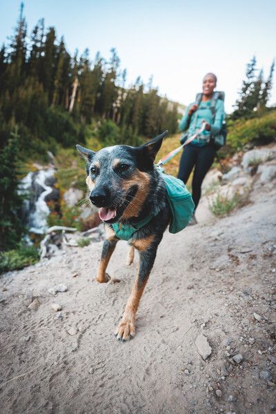 Шлейка-рюкзак для собак Ruffwear Front Range™ XS Зелений 30981 фото