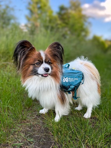 Шлейка-рюкзак для собак Trail quest dog backpack Nos-stop dogwear Голубой XL 40532 фото